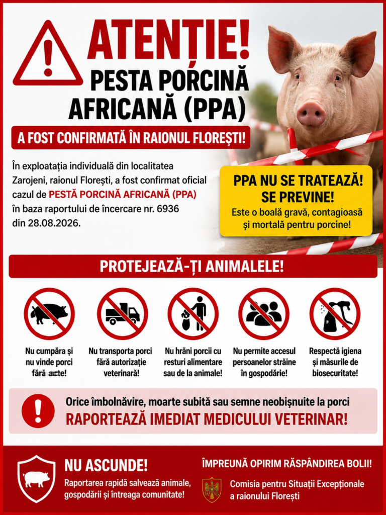 ATENȚIE, CETĂȚENI! Pestă porcină africană confirmată în raionul Florești